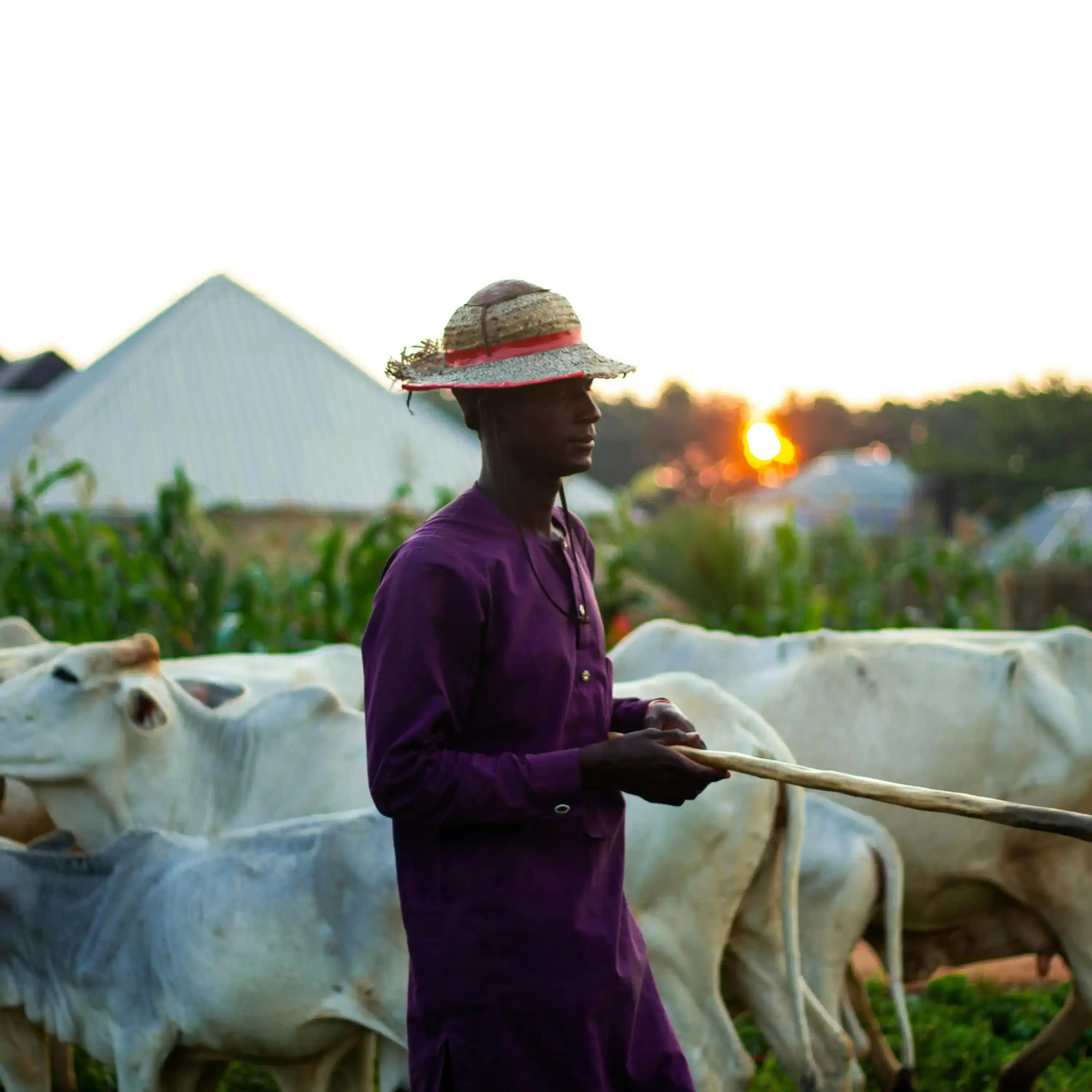 Herdsman with cattle at sunset