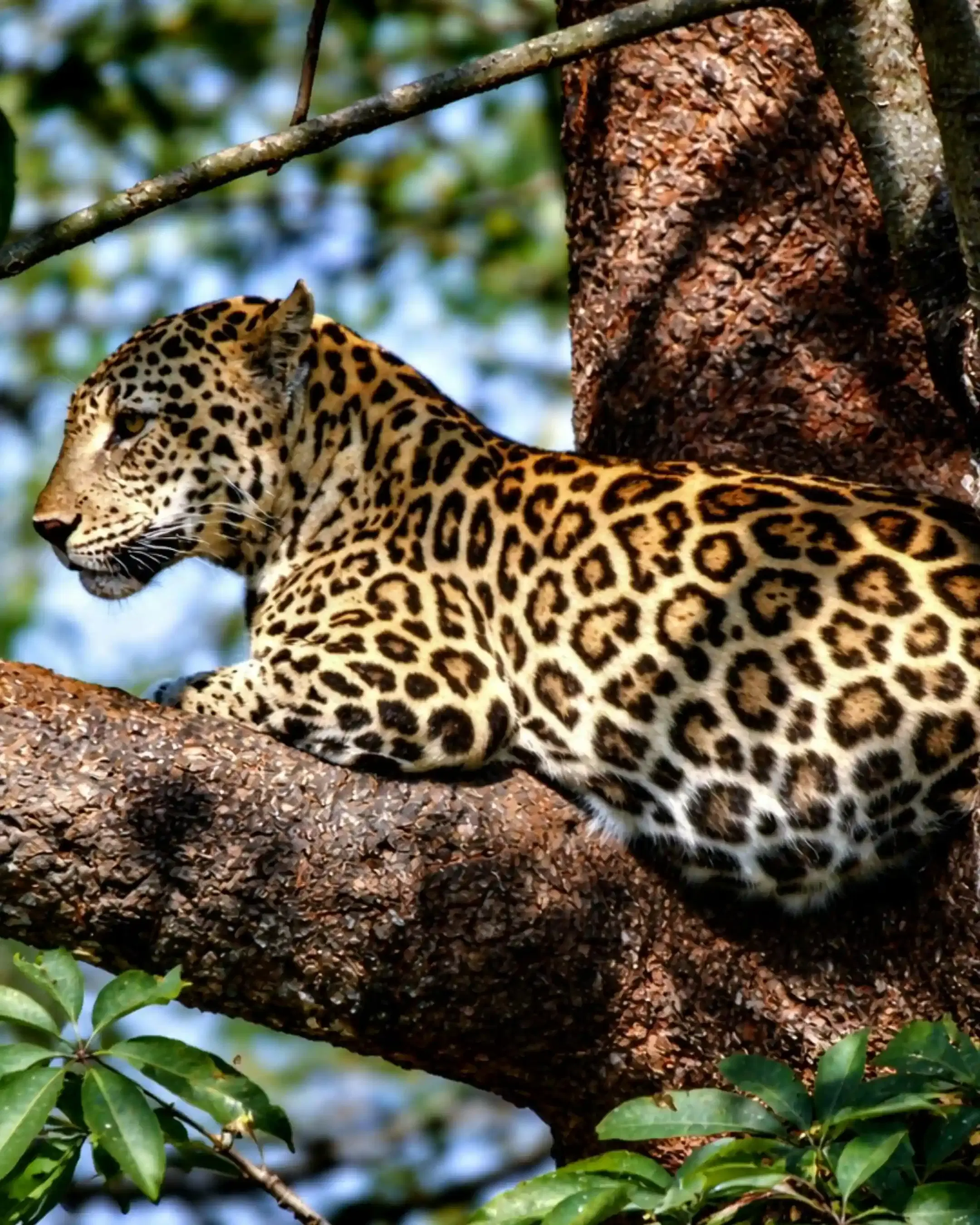 Leopard resting on a tree branch